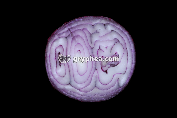 Oignon rouge (Allium cepa) - bulbe en CT - gryphea.com